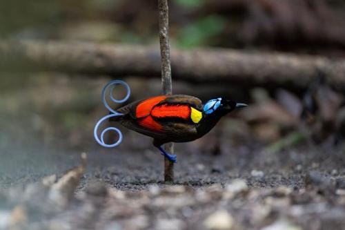 Waisai Other | 3-Day Waigeo Birdwatching Expedition