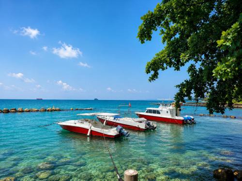 Anyer Hotel | Allisa Resort Hotel