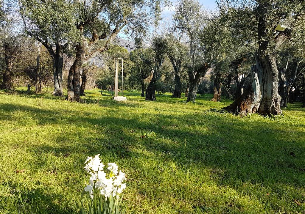 Querceta House | Antico Uliveto