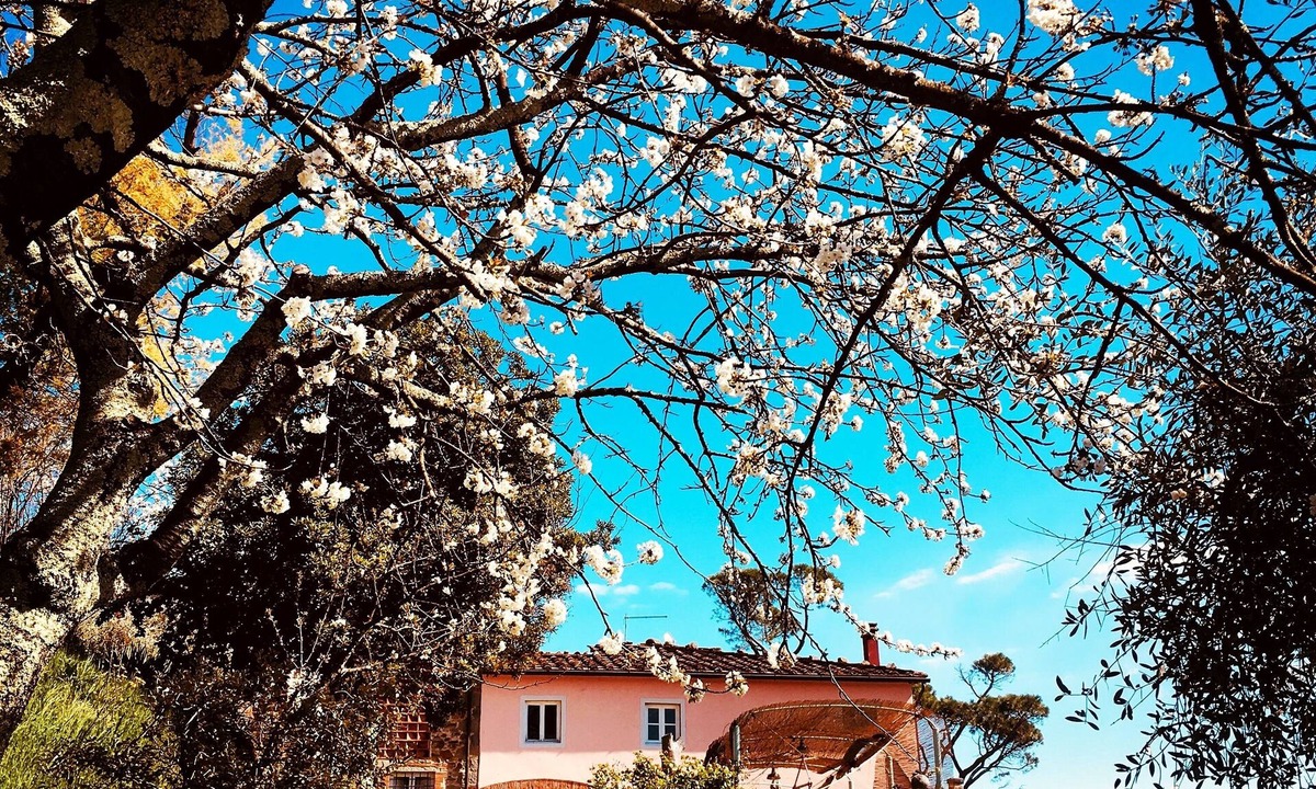 Matraia House | Apartment in farmhouse, nestled in olive grove, 15 minutes from Lucca