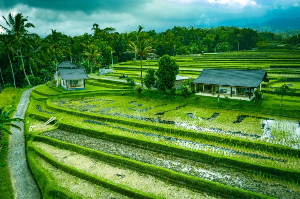 Penebel House | KUBU D'UME HOMESTAY