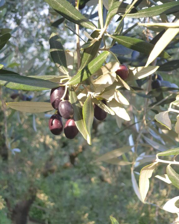 Sensole House | L' Oliva Nera