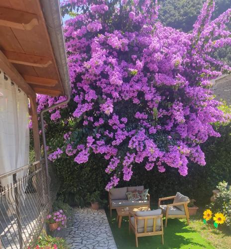 Pietrasanta Apartment | La Bouganville e Il Gelsomino