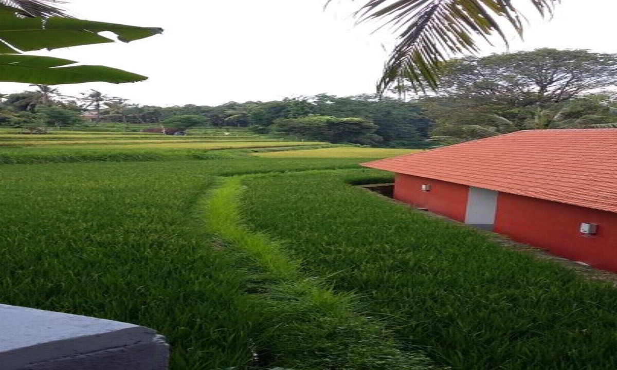 Lotus Guesthouse Place The North Bali | Singaraja