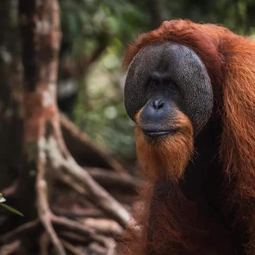 Bukit Lawang Hotel | Sumatra Orangutan Tours-Book your trekking activity with us- the price includes pick-up and drop-off from the airport- meals- and accommodation