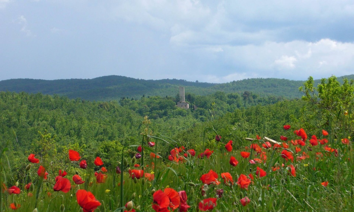 Monteroni d'Arbia Apartment | "Torre di Sant'Ansano" Farmhouse