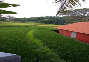 Lotus Guesthouse Sudaji: a natural and unique place in the North Bali.
