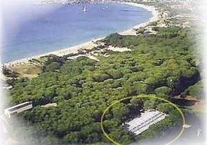 Pino mono