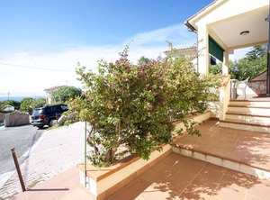 Bougainvillea | Zanca