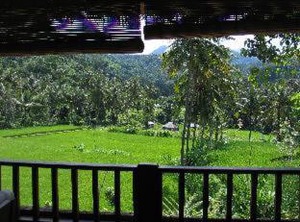 Manuk | Sawan