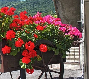 La Tartufaia 