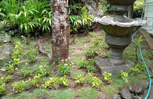 Banjartegehe Villa | Garden paradise banjar/lovina
