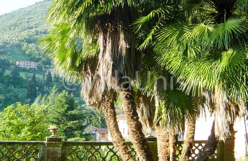 Nocchi Villa | The real Tuscan villa from the movies - with pool and garden