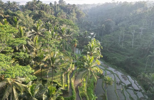 Payangan Resort | Aventus Resort Ubud