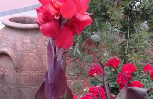 Castelnuovo Magra Bed & Breakfast | B&B da Mimi