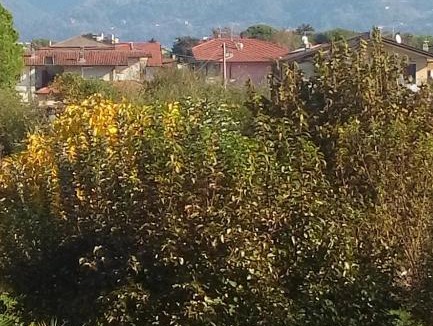 Marina di Massa Bed & Breakfast | B&B La Casa di Elsa