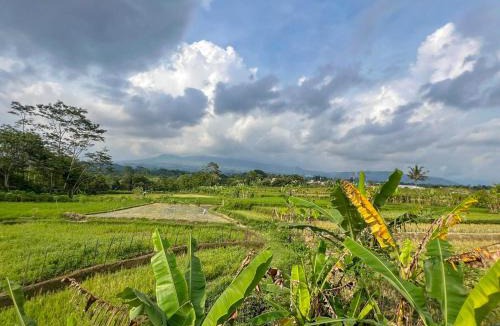 Wonosobo Hotel | Bilqis Homestay Syariah Mitra RedDoorz