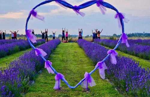 Alessandria House | Chicche di Lavanda