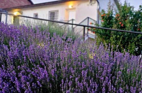 Alessandria House | Chicche di Lavanda