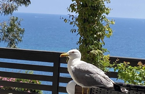 California - Pezou Villa | Eden Sea Cannes Stunning Sea Views Cozy Villa