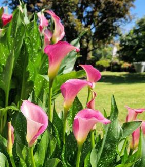 Colico Piano Bed & Breakfast | Foresteria Villa Simona