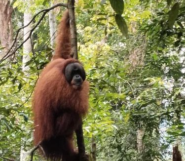 Bukit Lawang Hostel | Jungle Trekking & Jungle Tour only stay here if you are and you must booking jungle trekking with us