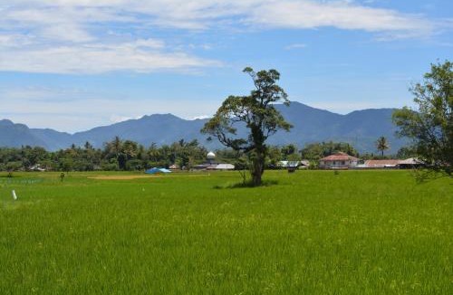 Sumatra House | Koto Hilalang Homestay