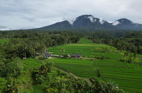 Penebel House | KUBU D'UME HOMESTAY