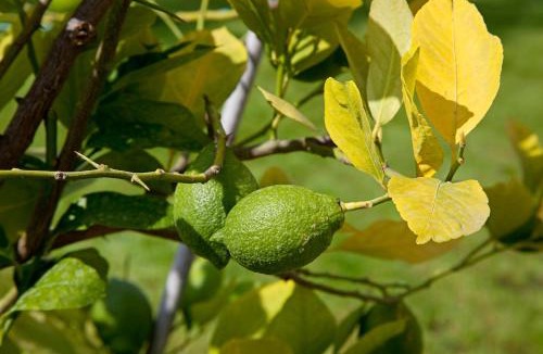 Panzano in Chianti House | La Capanna delle Bartaline