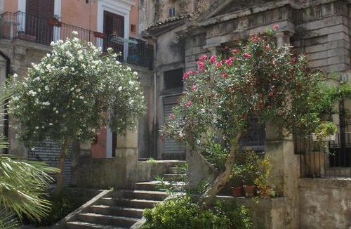 Casa Papa House | La Casa Rosa