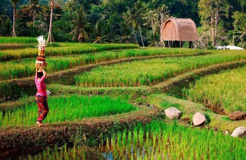 Kedewatan Resort | Mandapa, a Ritz-Carlton Reserve