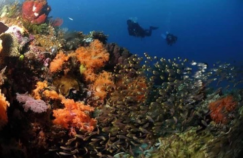 Kri House | Raja Ampat dive tour