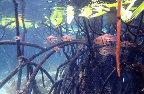 Raja Ampat Other | Raja Ampat Snorkeling