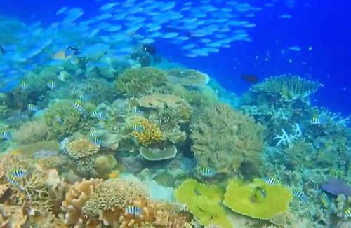 Raja Ampat Other | Raja Ampat Snorkeling