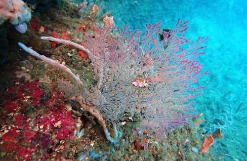 Raja Ampat Other | Raja Ampat Snorkeling