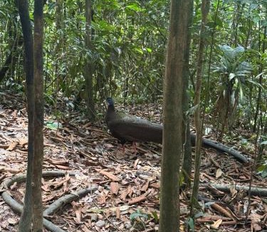 Bukit Lawang Hotel | Sumatra Orangutan Tours-Book your trekking activity with us- the price includes pick-up and drop-off from the airport- meals- and accommodation