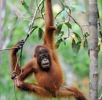 Bukit Lawang Hotel | Sumatra Orangutan Tours-Book your trekking activity with us- the price includes pick-up and drop-off from the airport- meals- and accommodation
