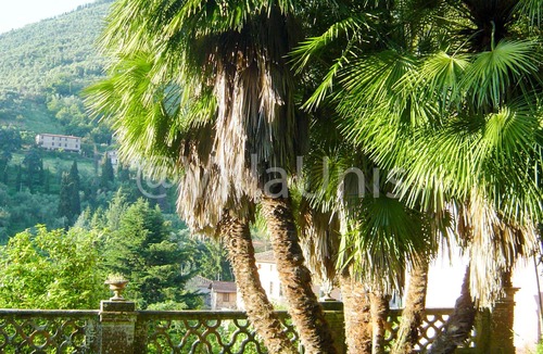 Nocchi Villa | The real Tuscan villa from the movies - with pool and garden