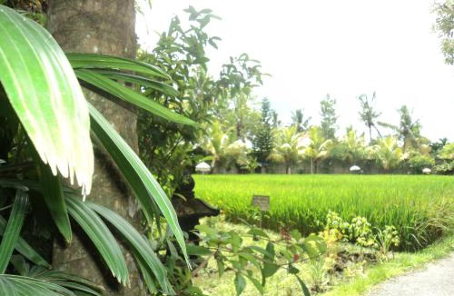 Pengosekan House | Villa Bhuana Alit Ubud