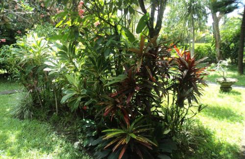 Pengosekan House | Villa Bhuana Alit Ubud