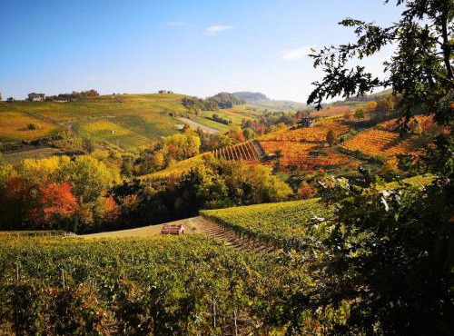 Il Piccolo Vigneto