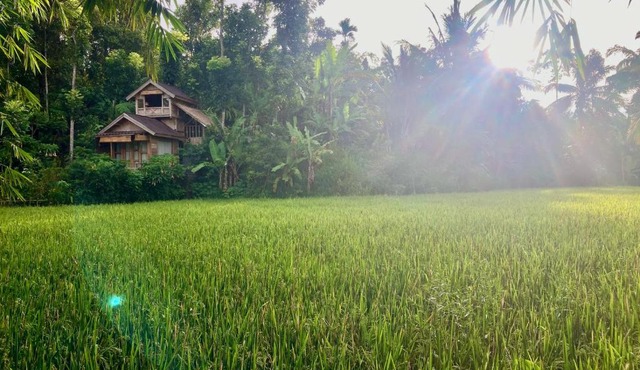 Jungle inn tetebatu