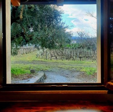 La finestra sul vigneto