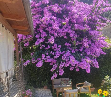 Pietrasanta Apartment | La Bouganville e Il Gelsomino