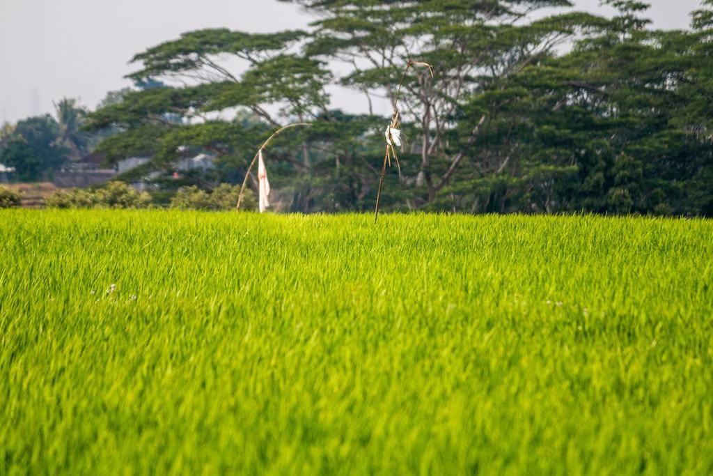 Photo of Others in Tabanan