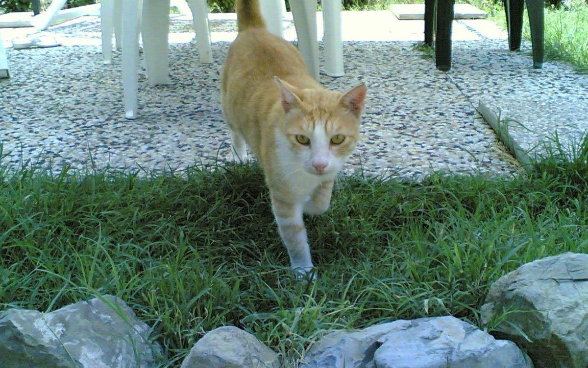 Photo of Others in Pomaia