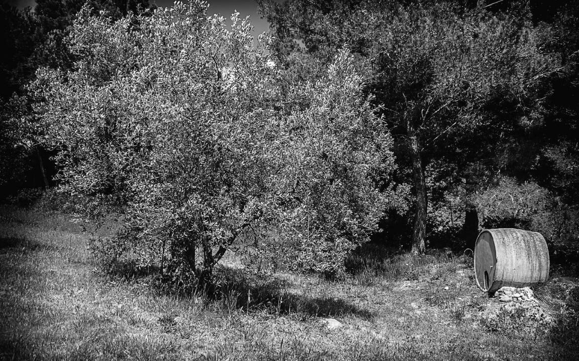 Photo of Others in Pomaia