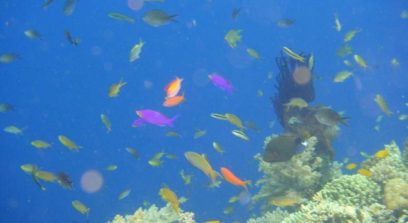 Photo of Others in Pejarakan