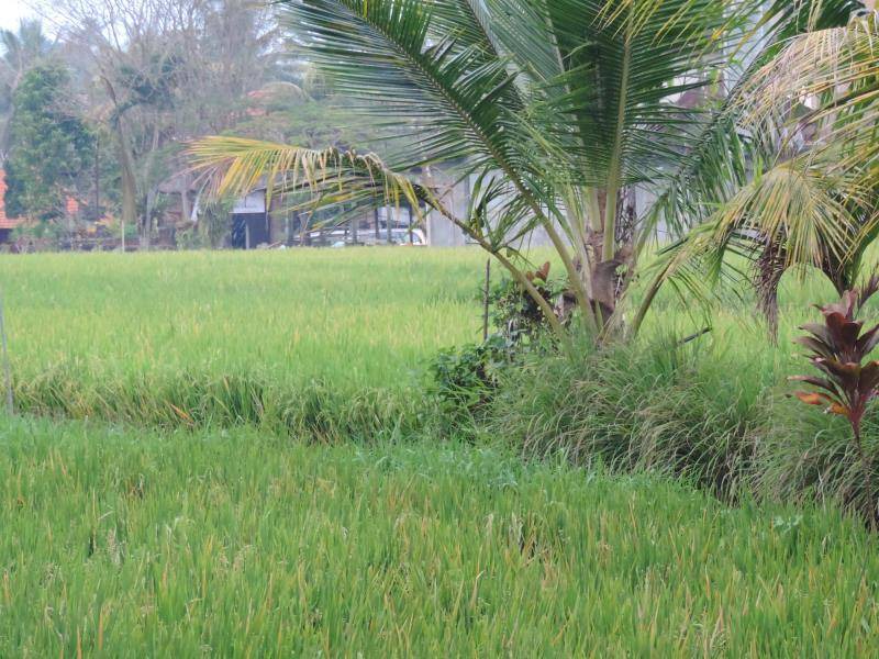 Photo of Others in Pengosekan