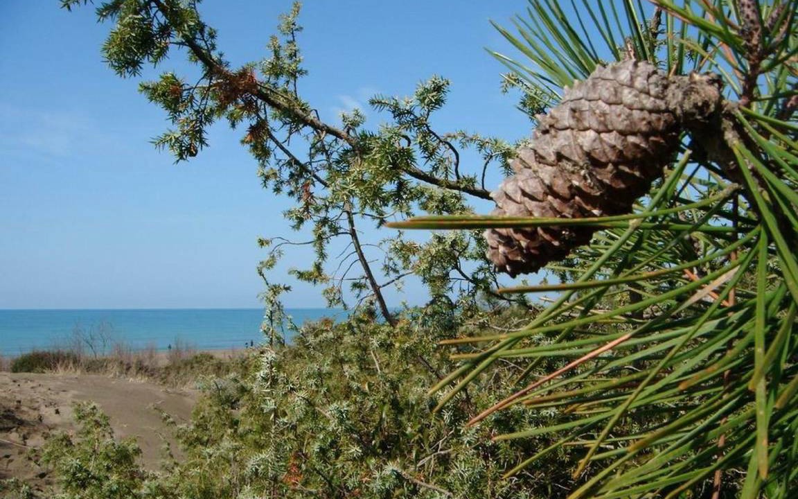 Photo of Others in Marina di Castagneto Carducci